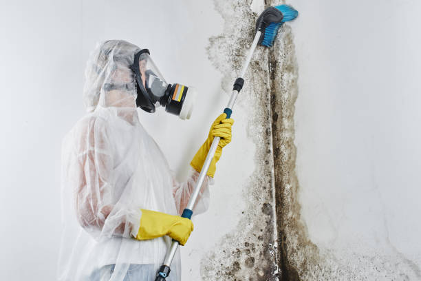 Best Mold Remediation  in Salamanca, NY