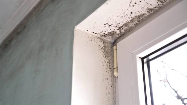 Best Fast Mold Removal  in Salamanca, NY