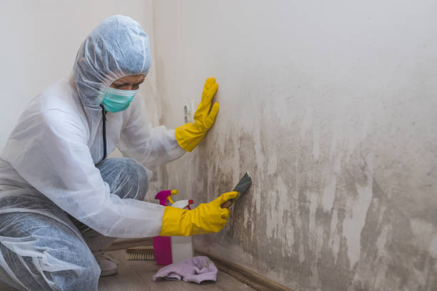Best Emergency Mold Removal  in Salamanca, NY