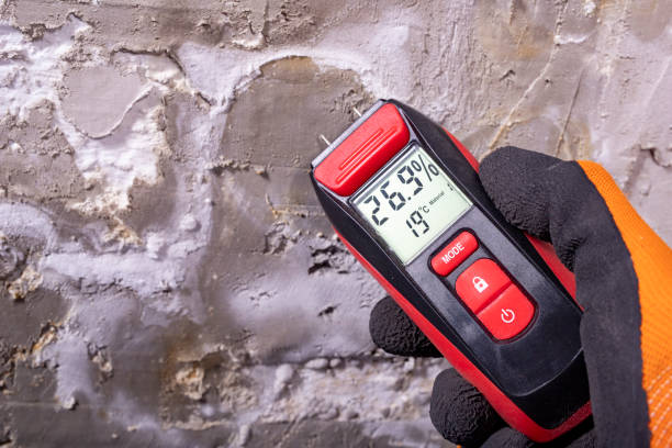 Best Black Mold Removal  in Salamanca, NY