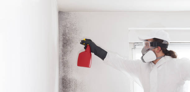 Best Professional Mold Removal  in Salamanca, NY
