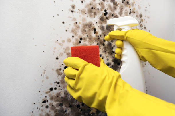 Best Local Mold Removal Service  in Salamanca, NY
