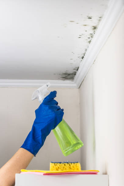 Best Office Mold Removal Services  in Salamanca, NY
