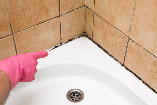 Best Mold Removal Specialists  in Salamanca, NY